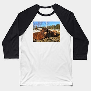 Scottish Highland Cattle Bulls 1935 Baseball T-Shirt